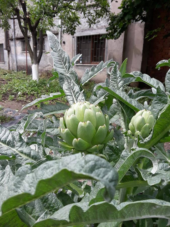 Eco Garten Guest House Шкодер Экстерьер фото